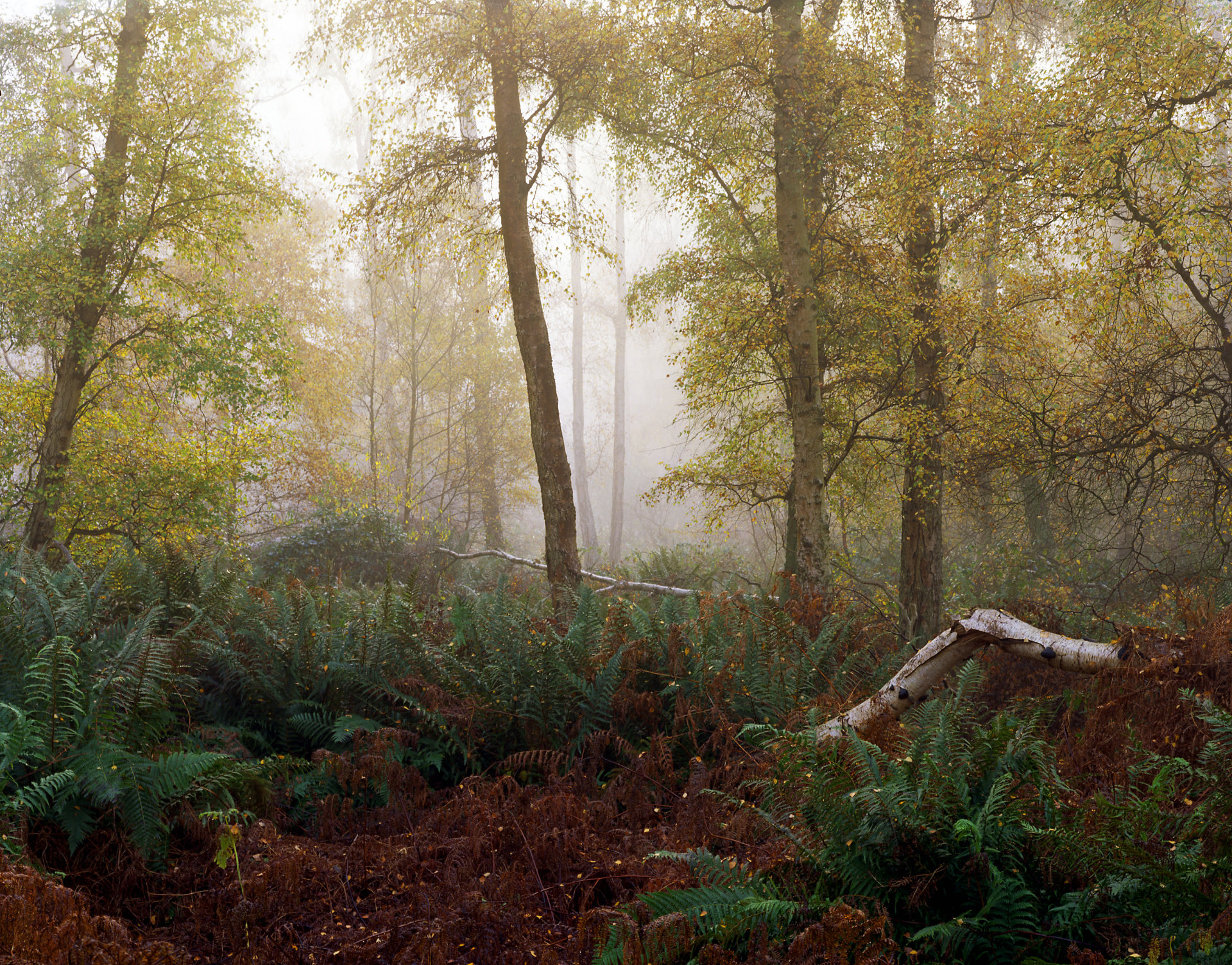 Holme Fen