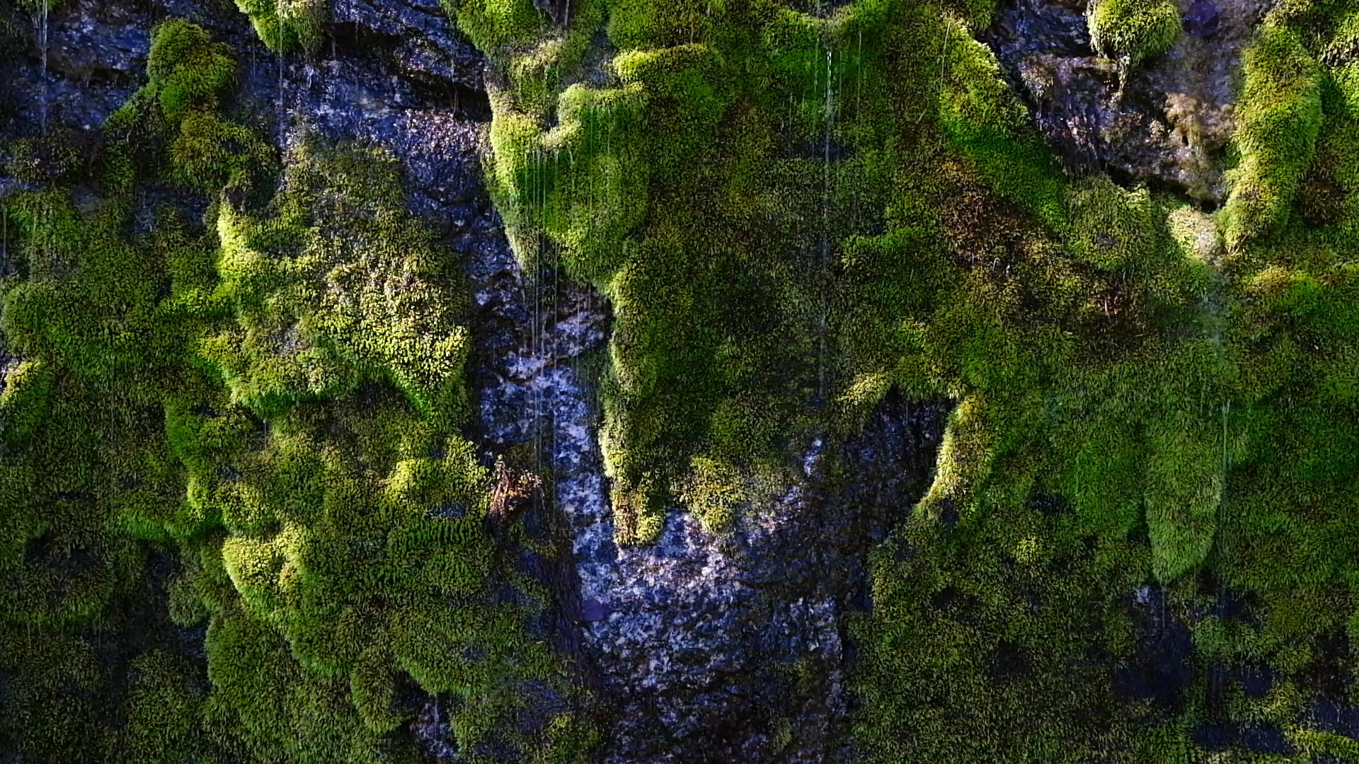 Smith Creek Mossy Bank