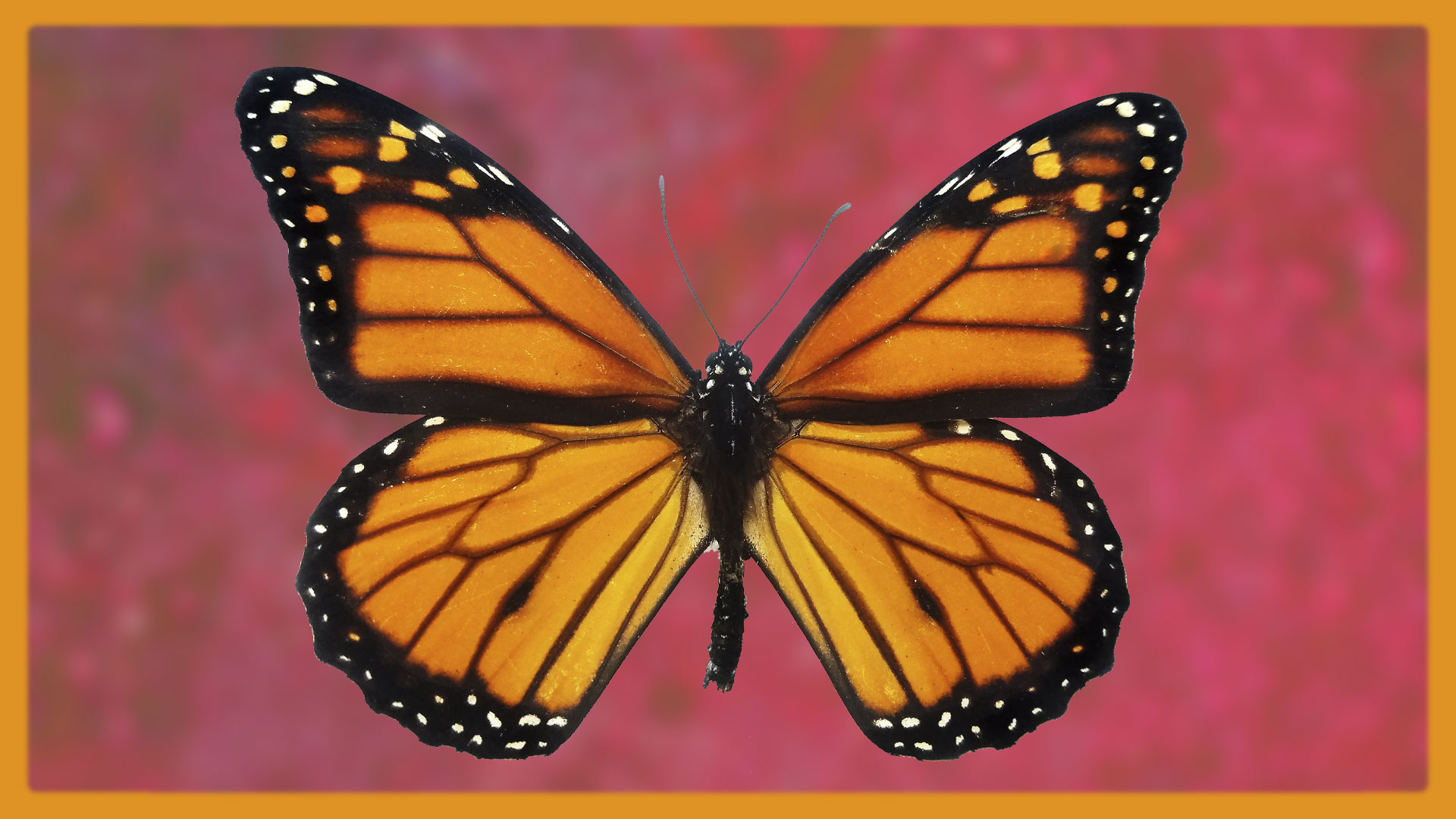 Trauma Based Mind Control - by Greg Reese