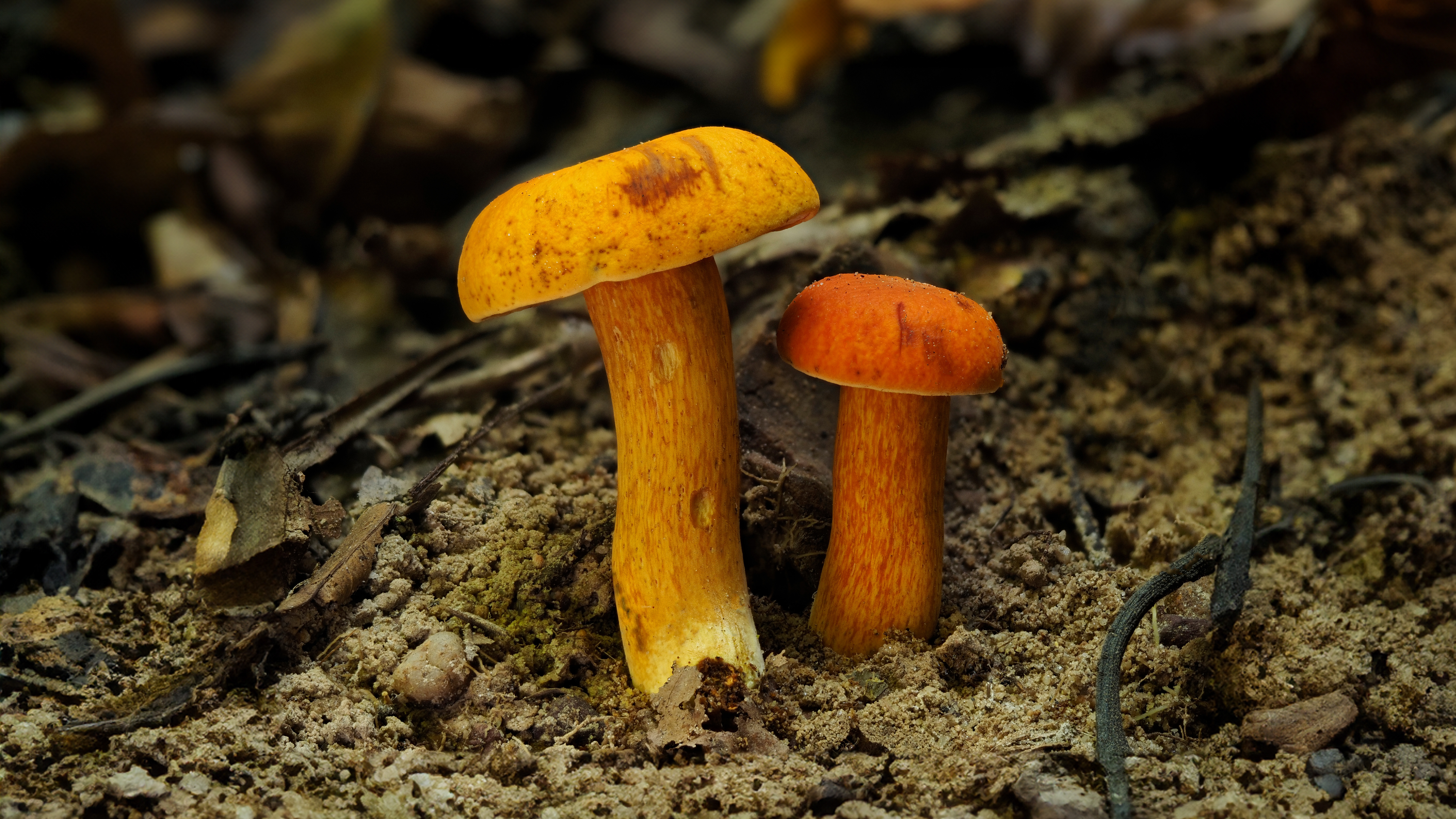 Dragon's Crest | Fungi Finds Through Krabi's Wilderness