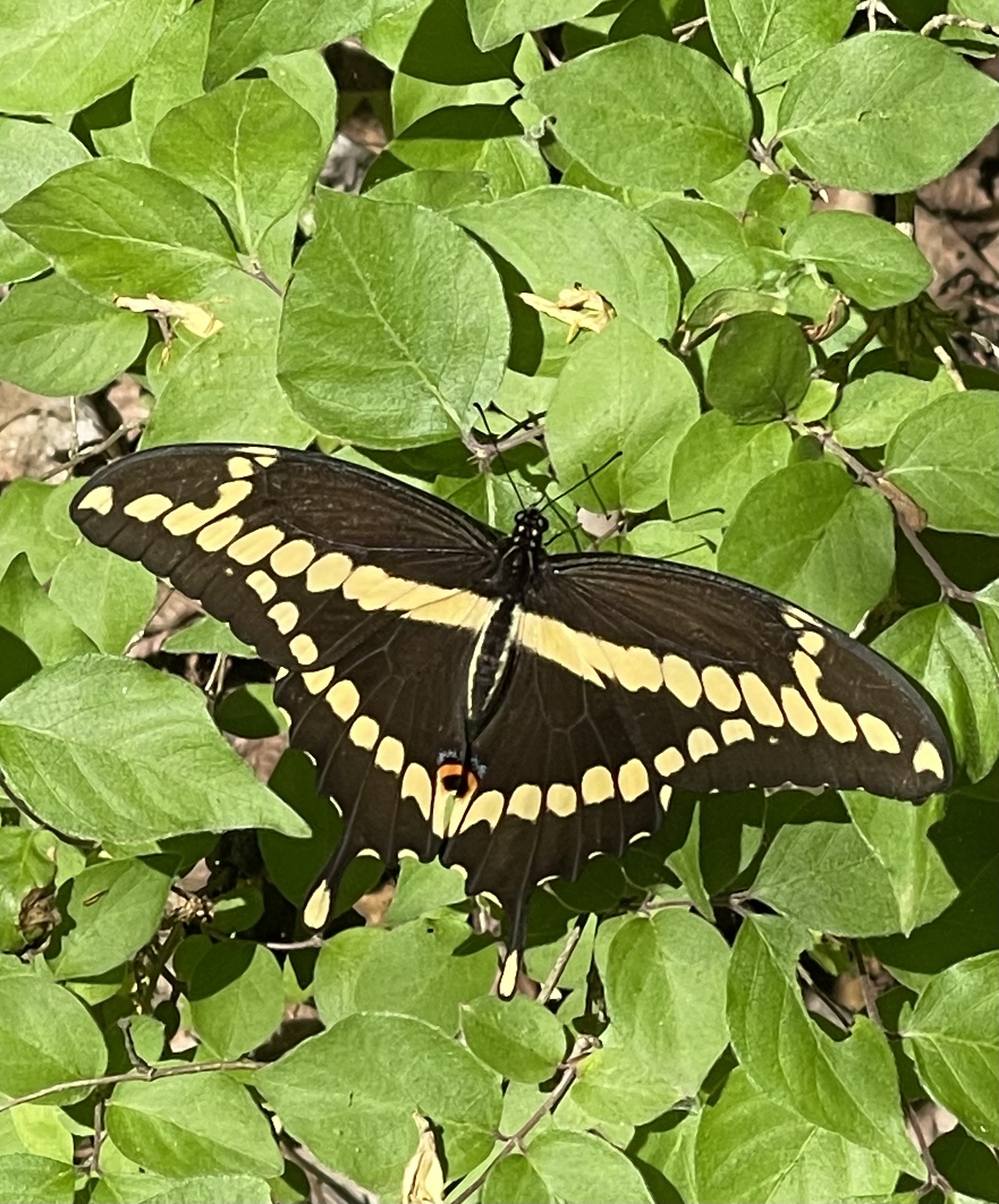 966 — Giant swallowtail 大凤蝶- by Wu Fei 吴非