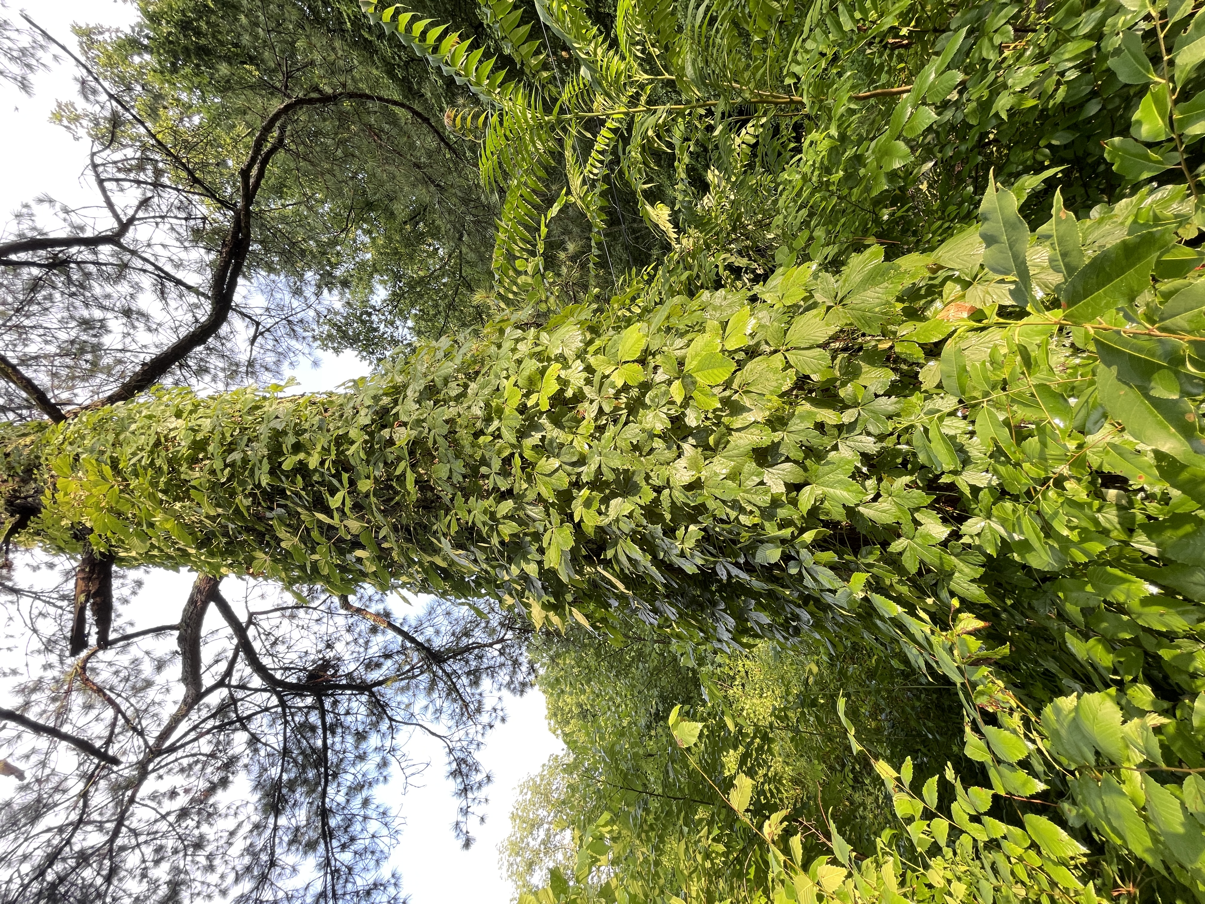 1002 — Vines on the pine 藤蔓青松- by Wu Fei 吴非 1002 — Vines on the pine 藤蔓青松- by Wu Fei 吴非