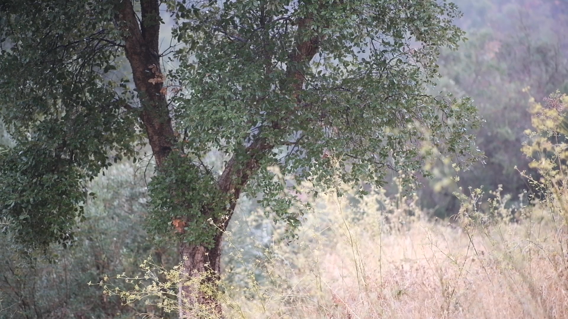 Soft Rain in Portugal
