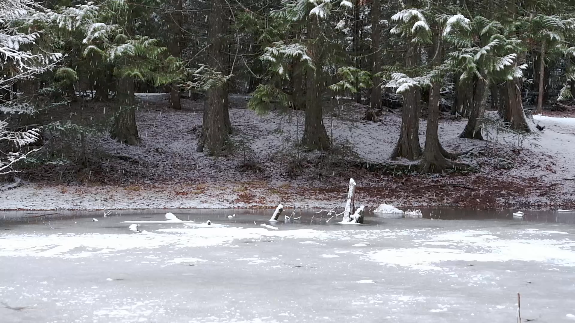 Snow Falling on Cedars
