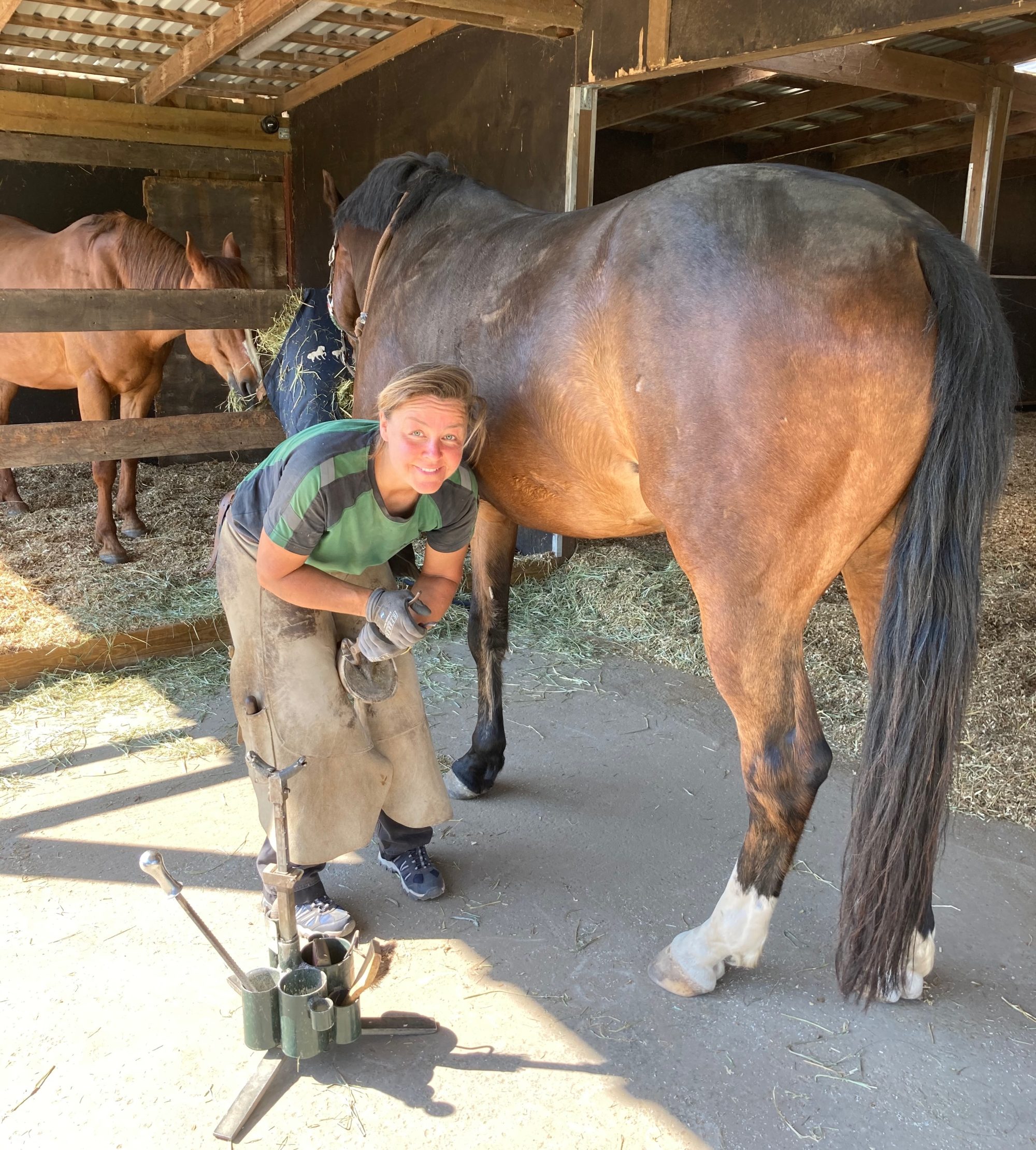 Natural Hoof Care: What Healthy Hooves Really Look Like in Domestic Horses