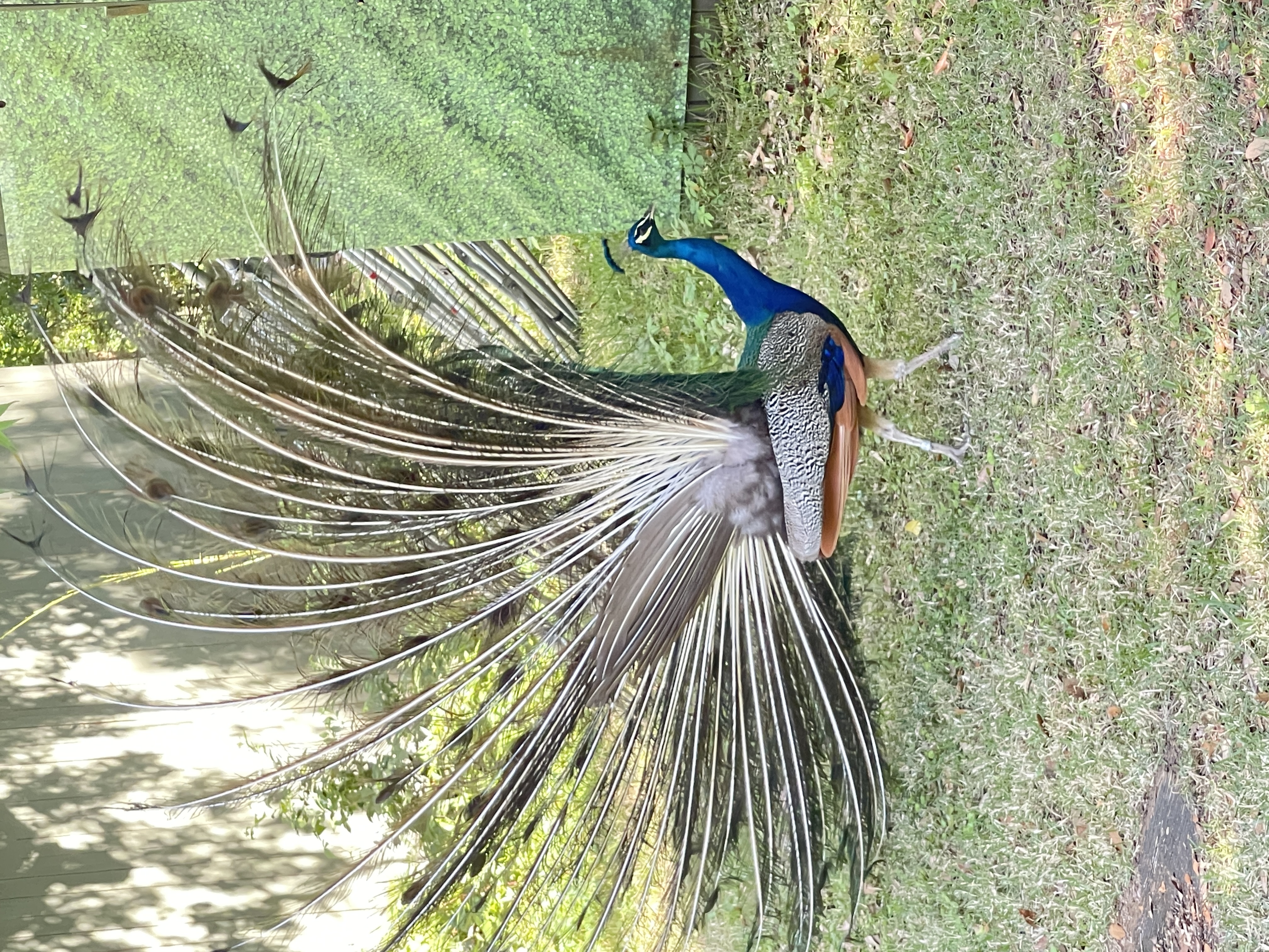 1144 — New Orleans' peacock 新奥尔良的孔雀- by Wu Fei 吴非