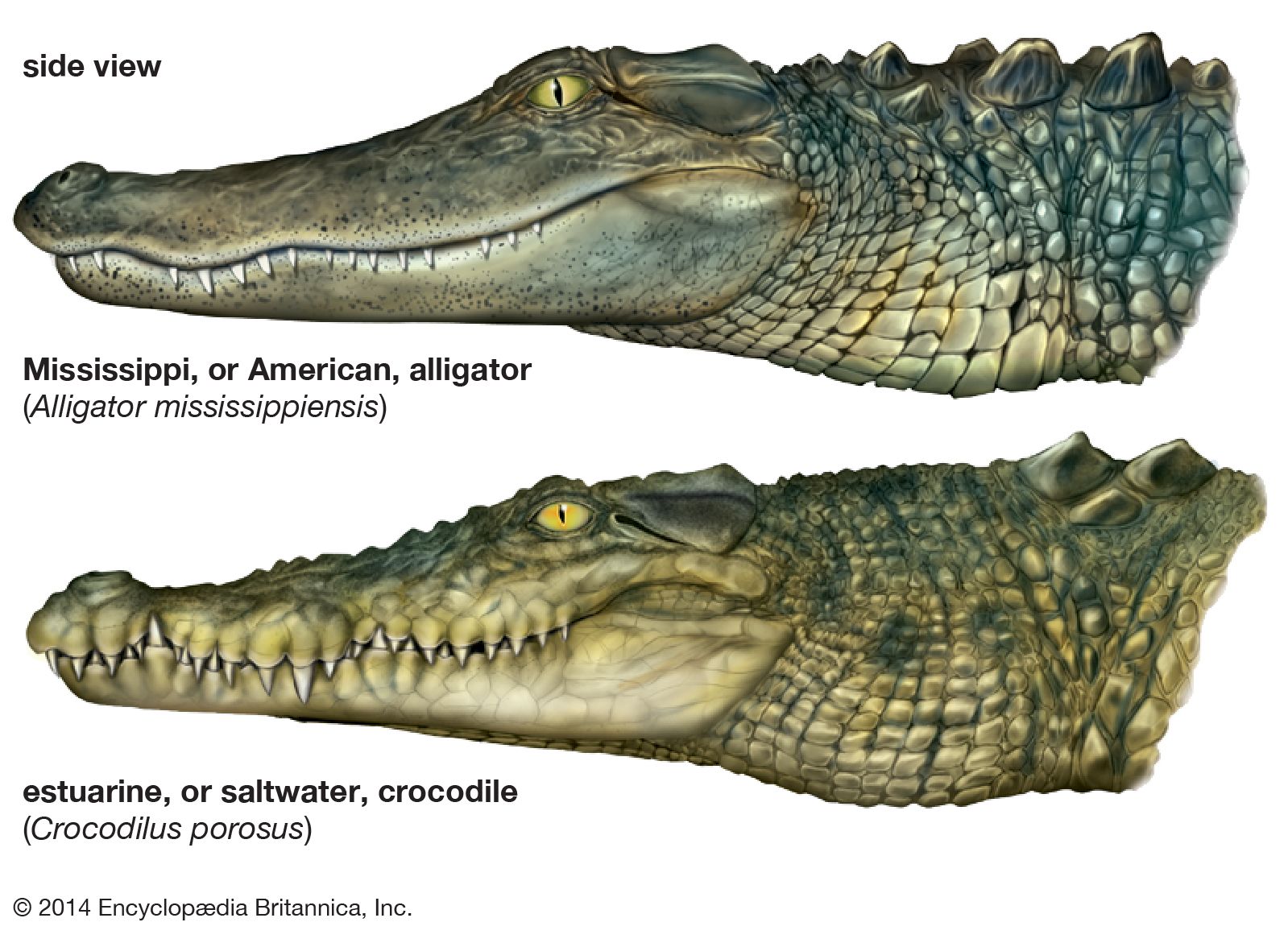 The Alligator-Crocodile Practice of Cultural Comparison
