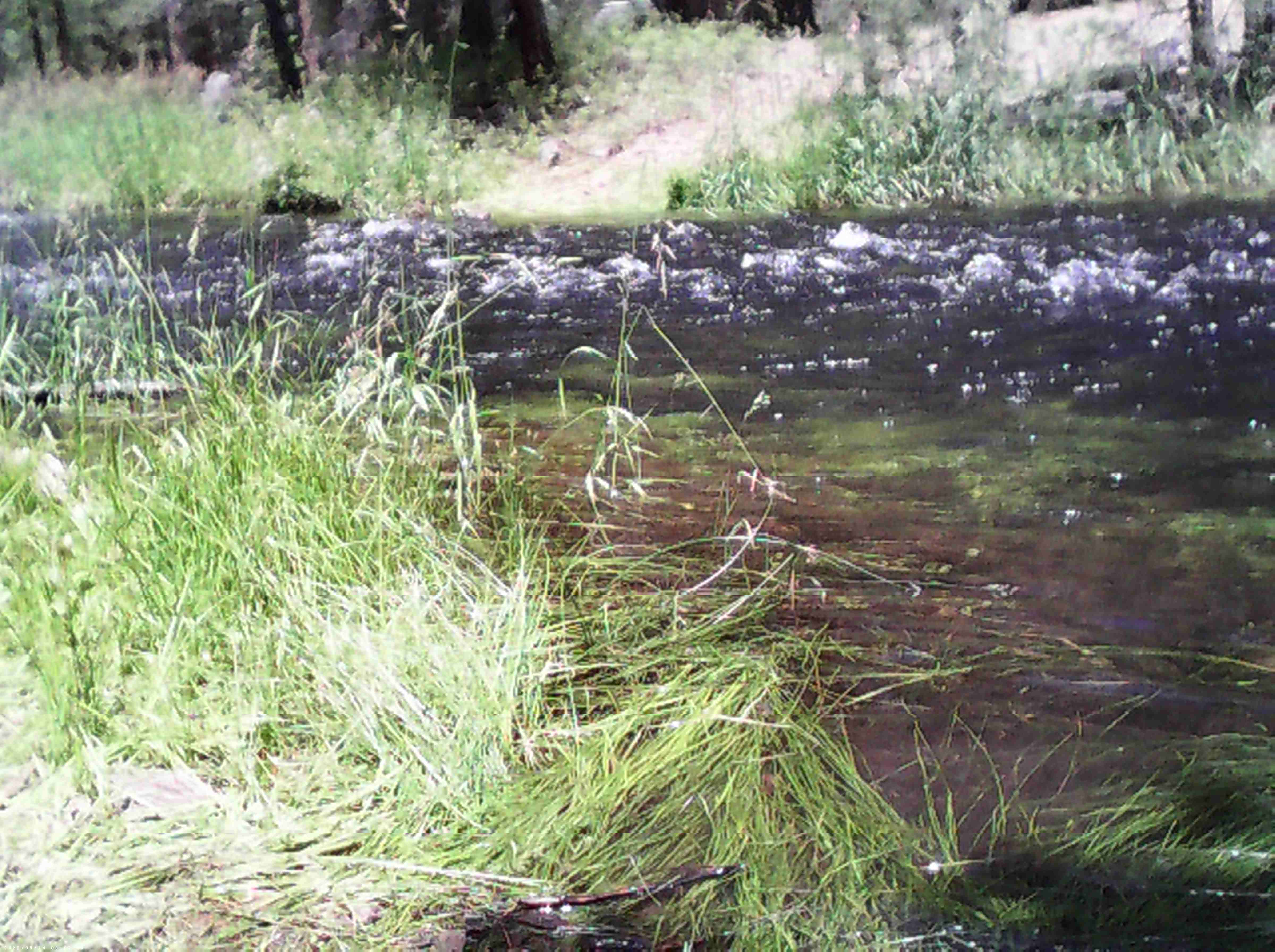gay goa beach - mutant fest