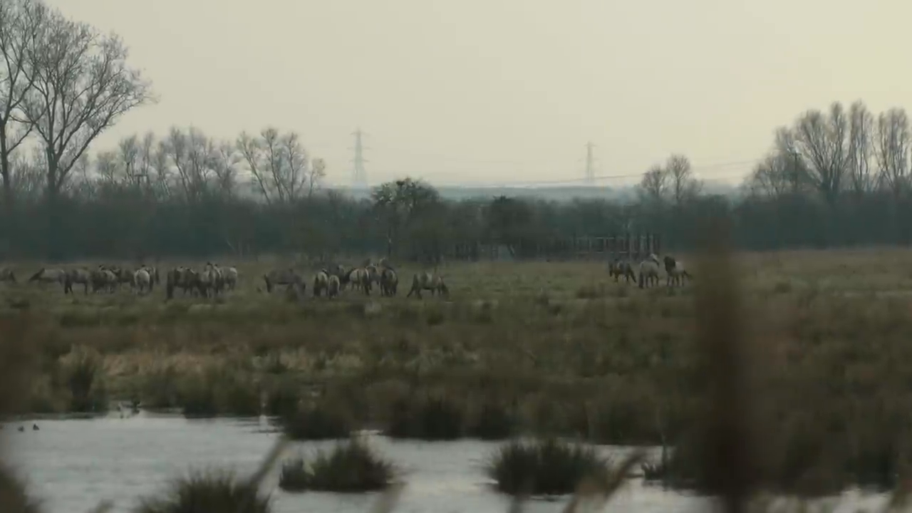 Discovering the True Nature of Horses Through Trust and Choice