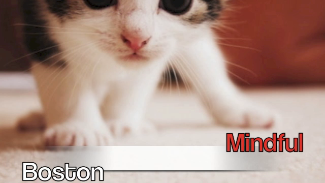 Retro Kittens