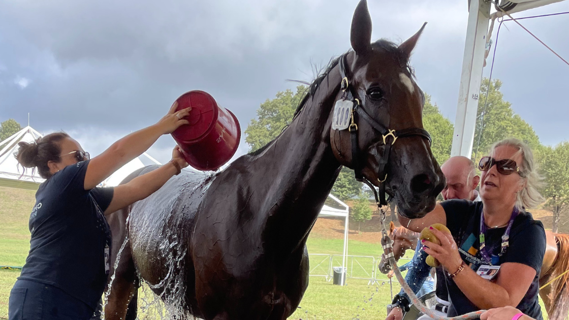 Keeping Cool. The Science Behind Equine Heat Management