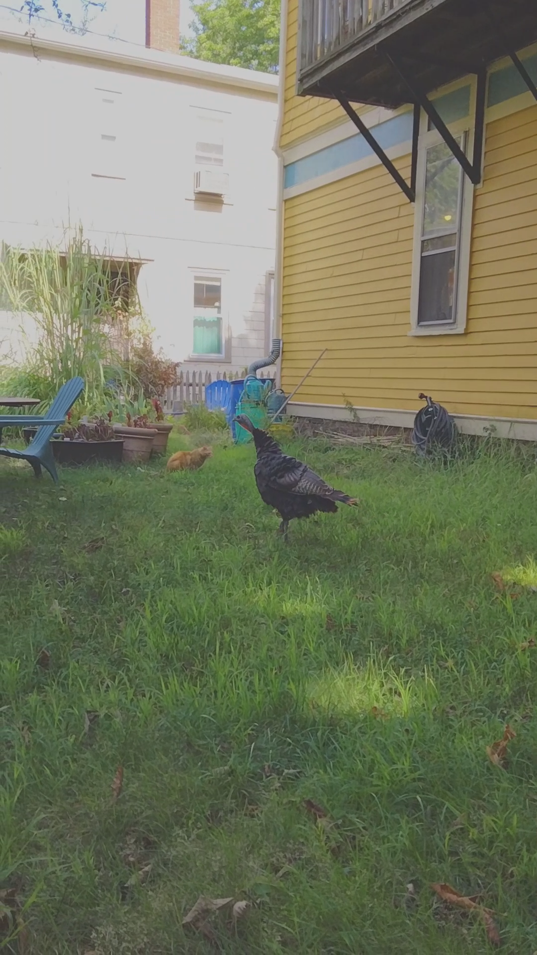 Wild Turkey