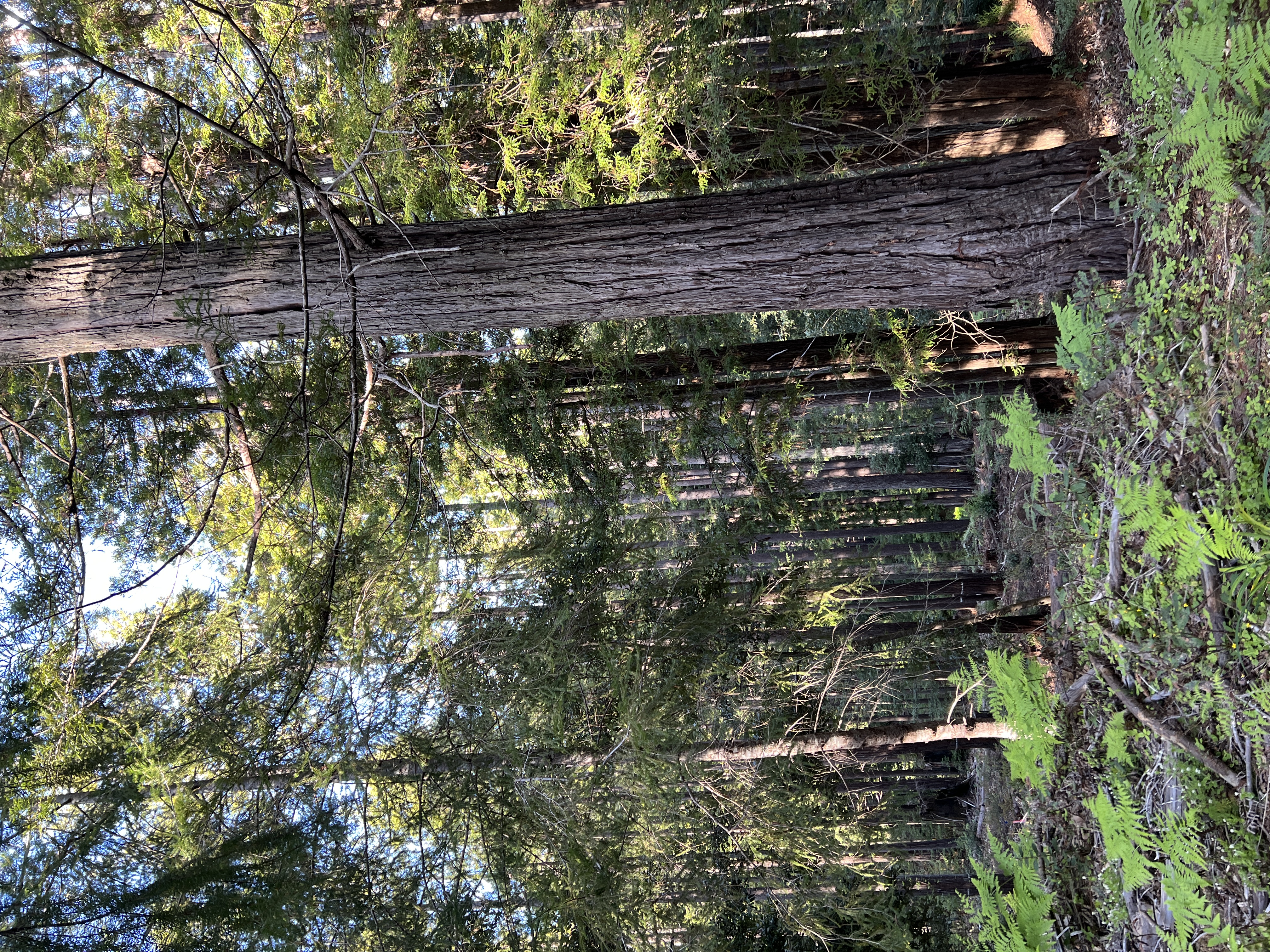 Public Comment on the Draft Forest Management Plan closes on Saturday