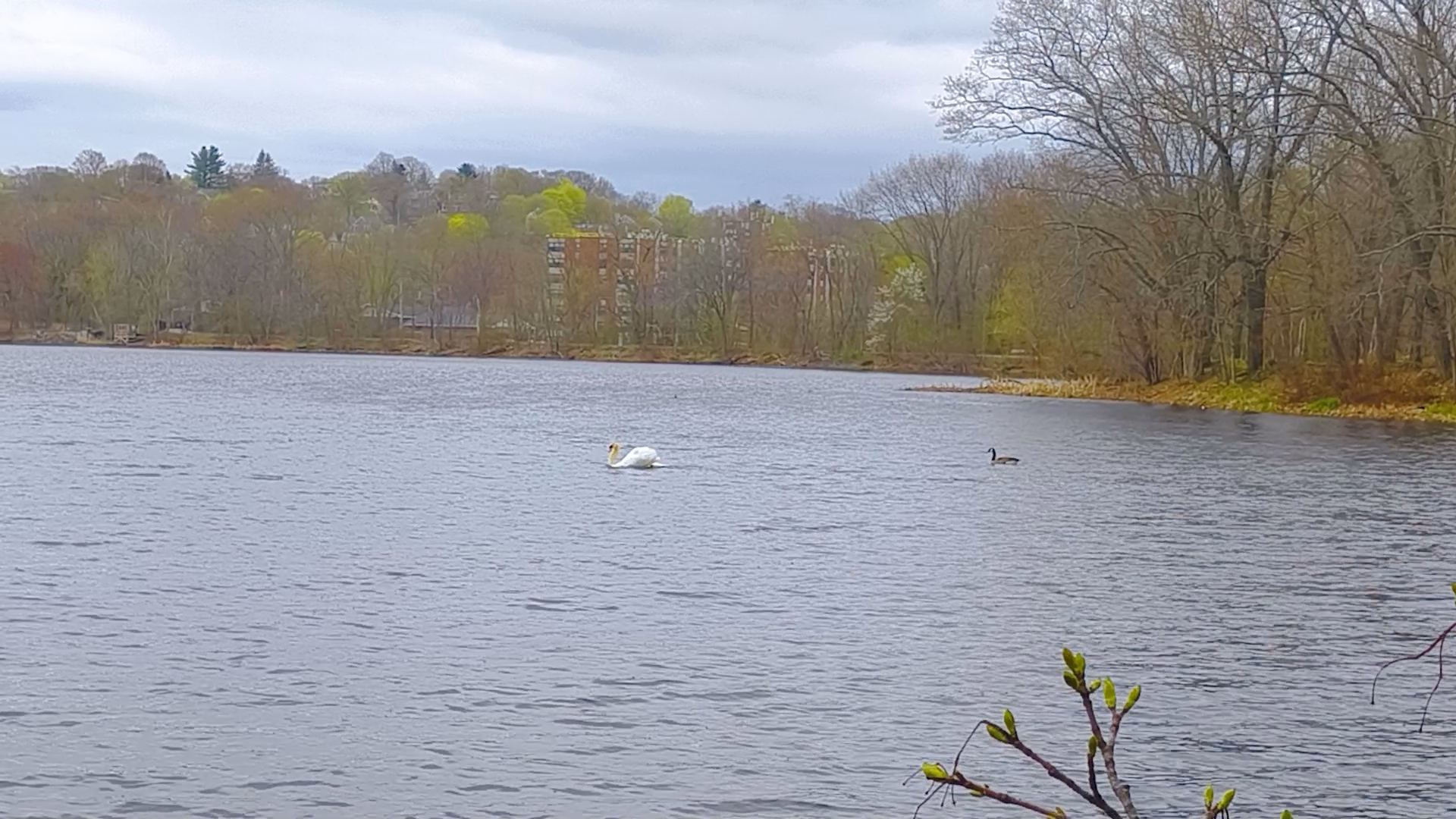 20 seconds with a swan