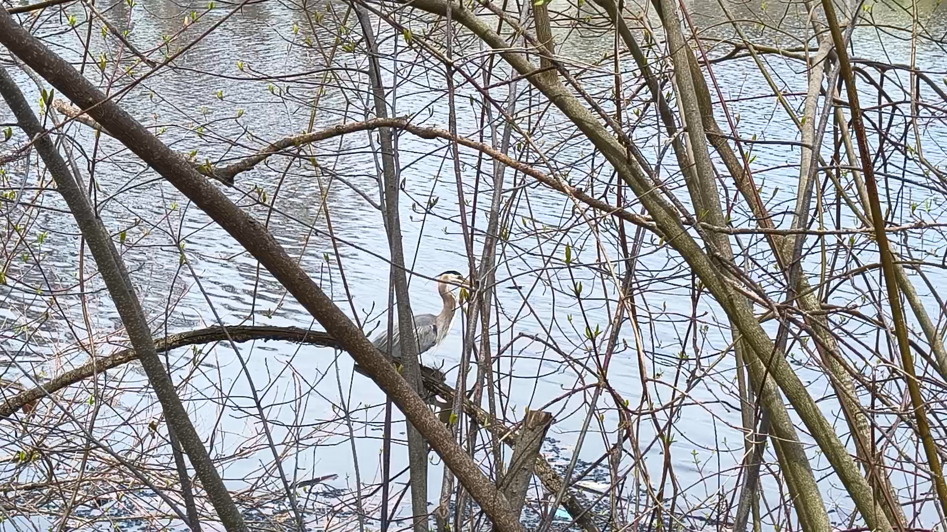 more time to enjoy with a great blue heron