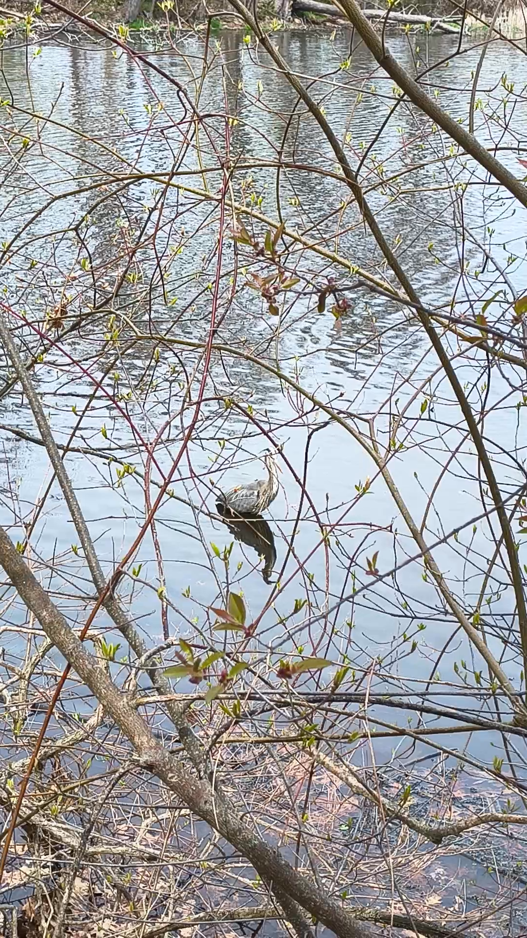 40 seconds with a great blue heron