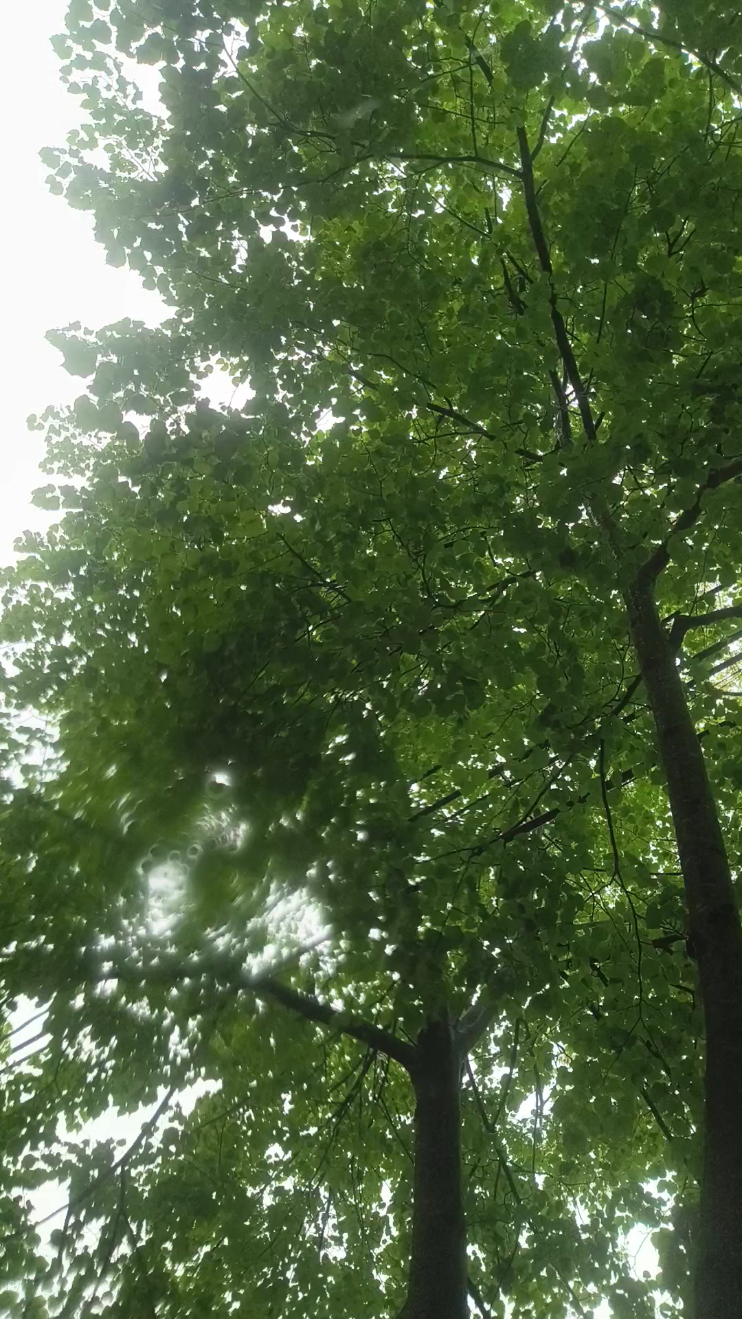 Spring Rain