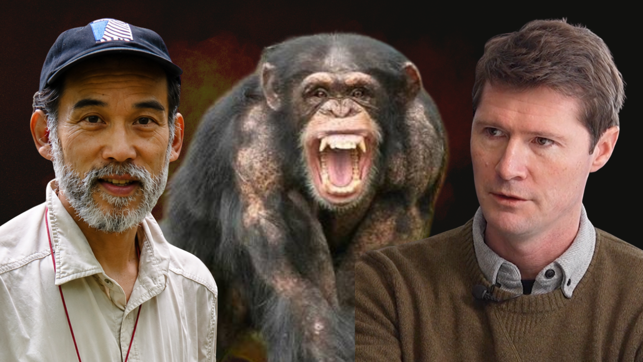 Why Chimpanzees Go to War, with John Mitani